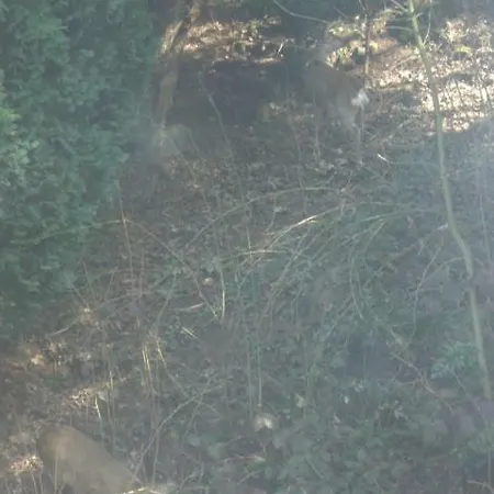 Ferien Penthouse Panoramablick Oder Panoramablick Bad Grund