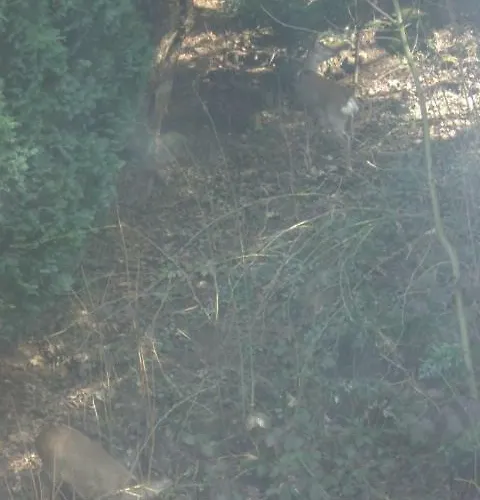 Ferien Penthouse Panoramablick Oder Panoramablick Bad Grund